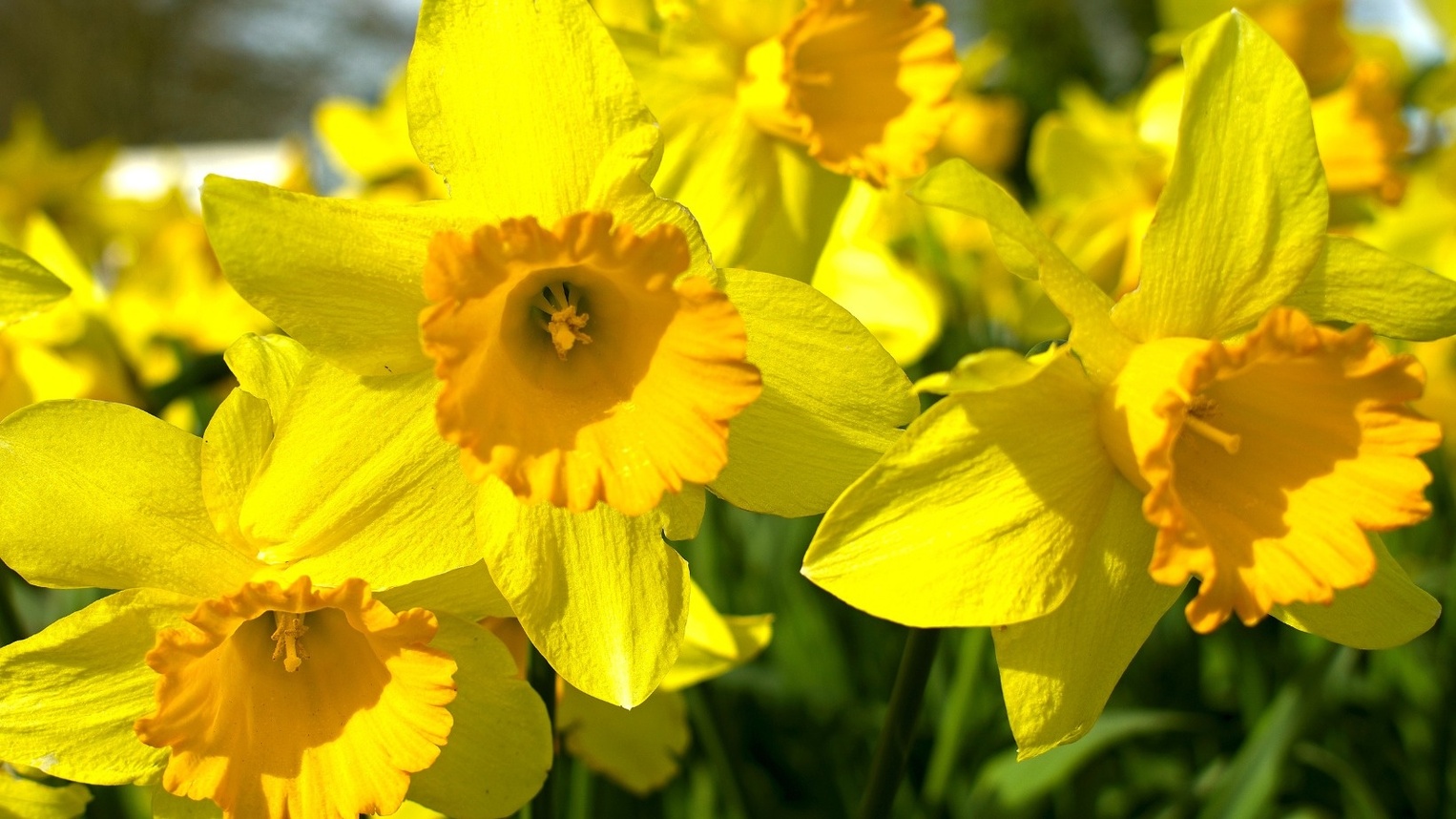 Narcisama protiv raka dojke