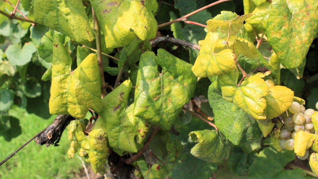 Poziv vlasnicima da prijave zapuštene ili zaražene vinograde 