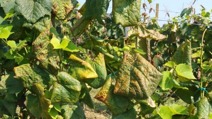 Spriječimo daljnje širenje zlatne žutice i propadanje vinograda