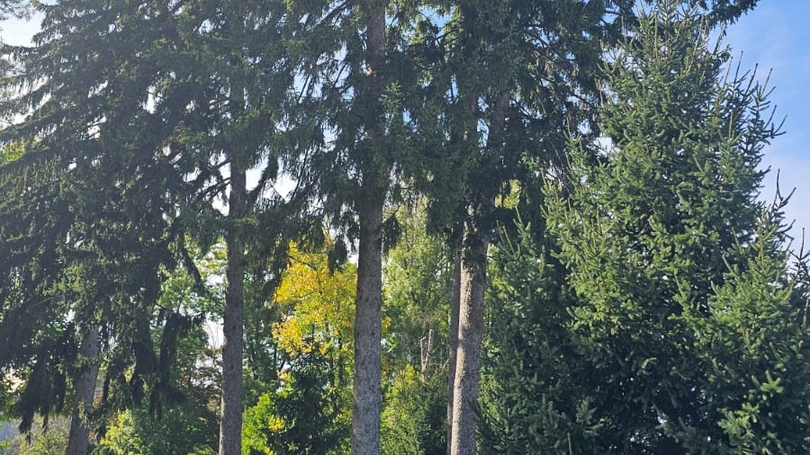 Uklanja se stablo na ulazu u perivoj 